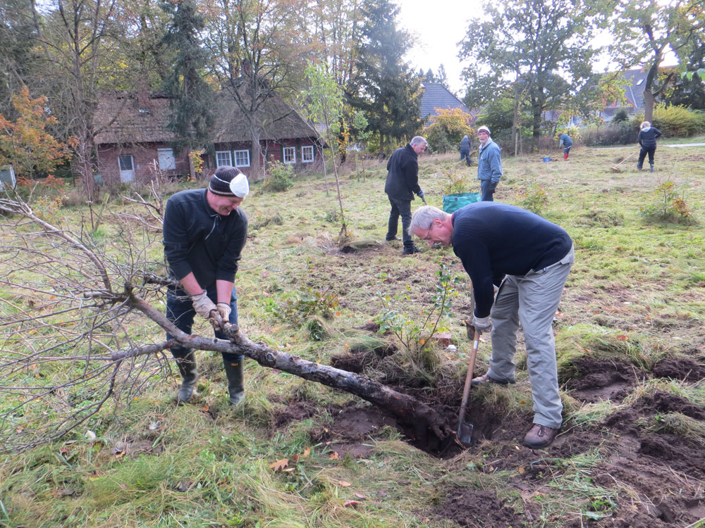 Ausgraben der wild aufgelaufenen Bäume Zwei Männer graben einen Baum auf einer Wiese aus. Foto: Sylvia Thomssen