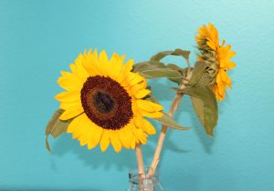 Sonnenblumen
