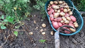 Ein Korb mit roten und gelben Kartoffeln, eine Kartoffelhacke, das Beet, aus dem die Kartoffeln geerntet werden